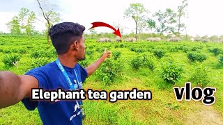 Elephant tea garden vlogAssam golaghat dholagure [upl. by Occor453]