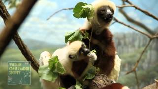 Baby Sifaka Lemur at the Wildlife Conservation Society Bronx Zoo [upl. by Whatley]