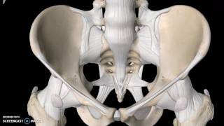 Pelvis Anatomy Tutorial Ligaments [upl. by Helas]