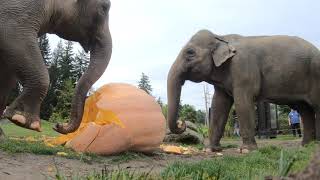 Elephant Smash Giant Pumpkins [upl. by Ilatan323]