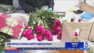 Border Patrol dealing with huge influx of flowers at LAX [upl. by Hgielrak537]