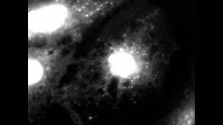 Depolarization and repolarization of in situ mitochondria [upl. by Gensler]