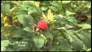 Rose hips and fall tips [upl. by Esina]