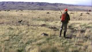 Anguss Amazing Hungarian Partridge Retrieve [upl. by Fayina502]