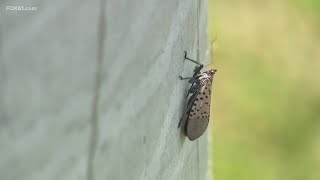 Officials urging people to kill Spotted Lanternflies if they see one [upl. by Holle]