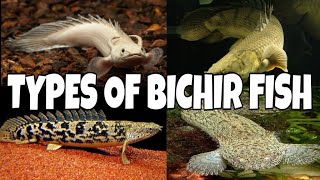 Types Of Bichir Fish [upl. by Nnek]