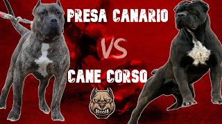 Presa Canario vs Cane Corso Caracteristicas de Lucha Rasgos Funcionales y Temperamento [upl. by Deegan]