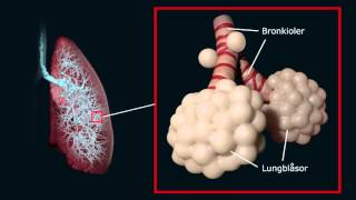 Hur andningen fungerar [upl. by Sivlek153]