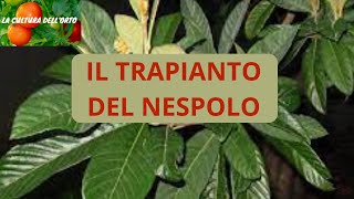 Trapianto del Nespolo Come propagare il nespolo giapponese [upl. by Elon582]