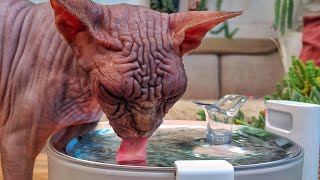 Meet the Revolutionary Pumpless CAT Water Fountain🔸 ELFIN FOUNTAIN [upl. by Cloutman]