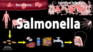 Salmonella Infections  Salmonellosis Animation [upl. by Luigi]