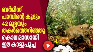 Burmese python  ബര്‍മീസ് പാമ്പിന്റെ കൂടും 42 മുട്ടയും തകര്‍ത്തെറിഞ്ഞു കൊല മാസായി ഈ കാട്ടുപൂച്ച [upl. by Suzette]