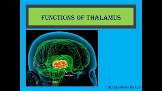 FUNCTIONS OF THALAMUS [upl. by Nunci]