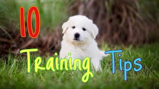 10 tips for training a Great Pyrenees [upl. by Lenes]