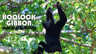 GIBBON CALL  A HOOLOCK FAMILY SINGING CHORUS [upl. by Edurtreg358]