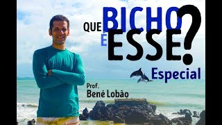 Os Cetáceos  Que Bicho é esse Episódio Especial [upl. by Annoeik]