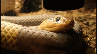 quotPharoahquot the Snouted cobra LIVE FEEDING [upl. by Voleta]