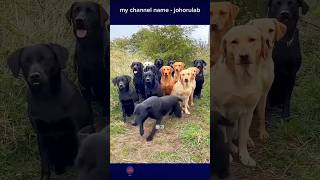 new dog names for your dogs 🤠🤣 dog names namesdog dogstraning dogfamily [upl. by Colt]