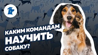 Каким командам научить собаку Список команд для собак [upl. by Assyn]