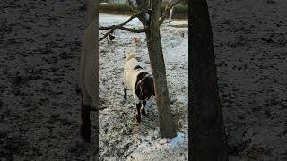 Ziegen auf der Bauernhof Weide im Schnee Österreich Gehege Anlage Hausziege Ziege Zicklein Geiß Bock [upl. by Ecile]