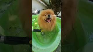 dogs pet puppy funny pekingese pomeranian spitz собака pets dog [upl. by Reitrac]