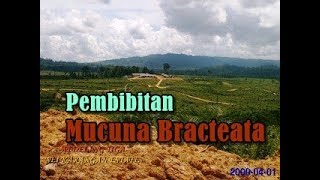 Pembibitan Mucuna Bracteata  Tanaman Kacangan Penutup Tanah  Perkebunan Kelapa Sawit [upl. by Kciremed860]