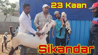 2 Daath Pe 23 Kaan  Results Aagaya Sikandar Ka  Mujahid Bhai Gulbarga  Top Hyderabadi Breeder [upl. by Oiretule]