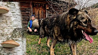 CIUPERCI MEDICINALE URECHE DE MESTEACĂN SEVA DE MESTEACĂN NATURA SĂLBATICĂ DIN APUSENI [upl. by Moneta150]