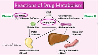 Reactions of Drug Metabolism تفاعلات أيض الدواء [upl. by Daffy]