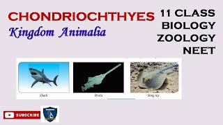 Chondrichthyes  Kingdom Animalia I Zoology  Class 11  TNSCERTCBSE  NEET [upl. by Aidahs]