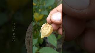 How to Grow Goldenberry Fruit at Home plants fruits farming shorts [upl. by Isac]