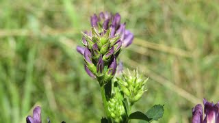 Catherine Boone  Wilde bloemen en planten in België [upl. by Oiratnom]