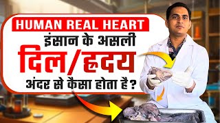 Human Real Heart amp Blood Circulation  इंसान का असली दिलह्रदय अंदर से कैसा होता है viral trending [upl. by Middendorf]