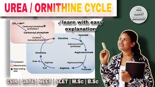 ORNITHINE Cycle Mechanisms  Formation of Urea  Urea Cycle Mechanisms  Cellular Pathway [upl. by Mehsah]