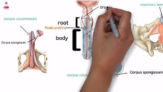 Bulbourethral Glands  Penis القضيب  غده كوبر [upl. by Etna]