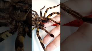 Poecilotheria ornata Ornamental tarantula [upl. by Inol]