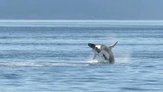 T137 Biggs Orcas Breaching North of San Juan Island [upl. by Raynard]