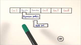 A2 Biology  Lac operon OCR A Chapter 192 [upl. by Templer]