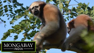 Natural bridges reunite Hoolock gibbons in Assam [upl. by Hasina271]