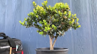 Pruning My Boxwood Into A Bonsai From Nursery Stock 040122 [upl. by Klein690]