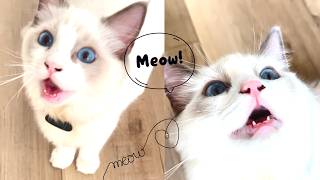 Why My Ragdoll Kitten Meows Like A Duck catmeow ragdollkittens cat [upl. by Fleischer]