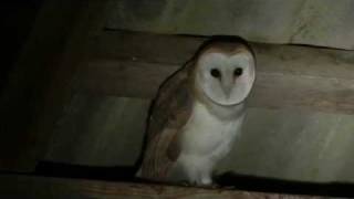 Schleiereulen  Barn  Owls  Tyto alba [upl. by Dart]