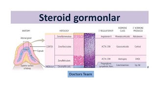 Steroid gormonlar metabolizmi [upl. by Euqirat]