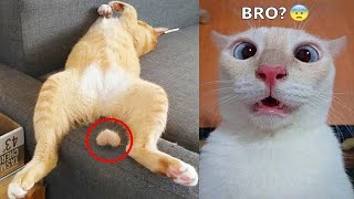 Try Not To Laugh 🤣 Funniest Cats and Dogs 2023 😹🐶 Part 13 [upl. by Leirud]