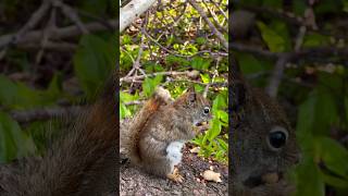 Squirrels Sounds Happy Chirping for Food [upl. by Klara]