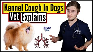 What Should You REALLY Do When Your Dog Gets Kennel Cough  Vet Explains [upl. by Etnuahs]