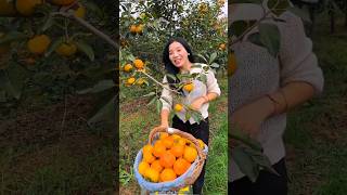 Sweet Persimmon Fruit Harvesting from Farm by Rural Farmer🍊🍑🍊🍑🍎🍅 shorts satisfying youtubeshorts [upl. by Akemrehs]