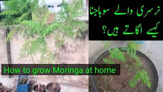 How To Grow Moringa tree in Pot at home  How to grow moringa seeds faster [upl. by Nadabas847]