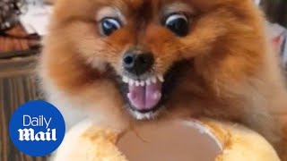 Feisty Pomeranian growls as it refuses to stop drinking from coconut [upl. by Ing589]