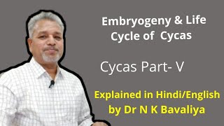 Embryogeny and Life Cycle of Cycas by Dr N K Bavaliya Principal Govt Science College Sikar Rajasthan [upl. by Edgerton471]